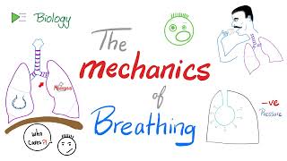 The mechanics of breathing 😮‍💨  Normal inhalation and exhalation  Respiratory Physiology [upl. by April]