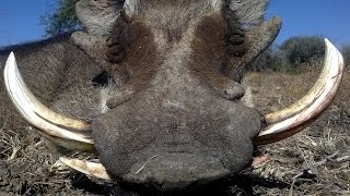 Warthog hunting in Namibia [upl. by Ynobe617]