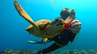 Diving Moorea French Polynesia [upl. by Oiled838]