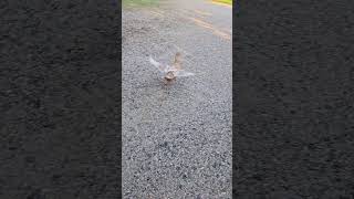 Buff duck flying [upl. by Hafeenah]