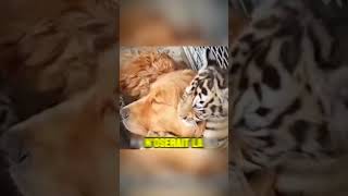 Incroyable cette chienne qui devient la maman de plusieurs tigres  animaux chien tigre mama [upl. by Alba22]