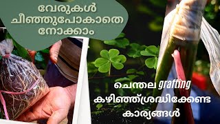 വേരുകൾ ചീഞ്ഞുപോകാതെ നോക്കാം Pepper Cultivation Tips And Tricks [upl. by Bodnar]