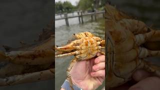 Pt 4 Eating Crabs Maryland Blue Crabs chesapeakebay bluecrab crab [upl. by Shedd940]