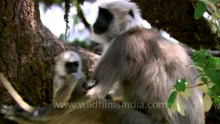 Family of Grey Langurs resting on trees [upl. by Nedrud957]