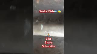 Snake Fish🐟youtubeshorts INVASIVE Fish are taking OverI m happy about it viralvideo trending [upl. by Partan]