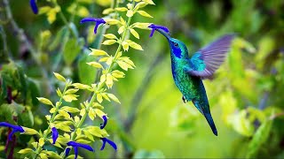 Sons de la Nature pour Dormir Relaxation Travailler se Concentrer  Bruits Nature Forêt Oiseaux [upl. by Lleznov]