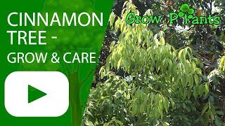 Cinnamon tree  growing amp care [upl. by Docila]