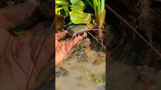 Hand fish catching skills fypviralシ fishing viral catfish fypシ゚ viralfishing shorts [upl. by Harilda]