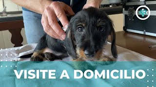 VLOG  Visite Veterinarie a Domicilio [upl. by Orest]