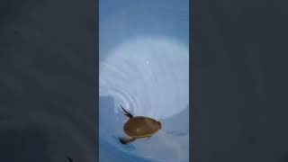 Diving beetle swimming in water [upl. by Zwart]