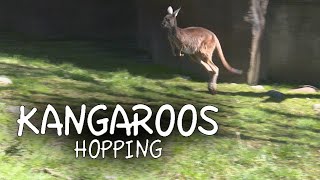 Kangaroos Hopping [upl. by Jair]