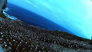 Amazing Bird steals egg camera amp films penguin colony from the air [upl. by Verina]