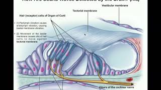 Anatomy  Hearing Part 2  Functions of Cochlea amp Organ of Corti [upl. by Lebazej341]