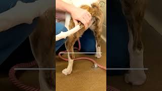 Tail Bandaging Made Easy With Casting Padding [upl. by Oruntha]