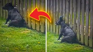 Neighbor Pup Gives Daily Massages to Dog at the Fence [upl. by Merell247]