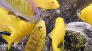 Yellow Mbuna Cichlids In Incredible Real 4K HDR [upl. by Wira]