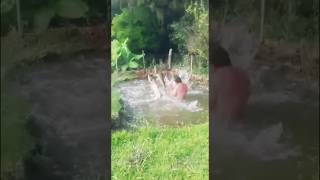 How Carp Fishes 🐟 flying out of Pond in India 🇮🇳 [upl. by Yedorb]