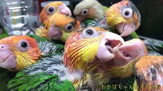 シロハラインコの孵化からの成長記録 Growth record from parakeet hatching 【caique parrot】 [upl. by Tirrag]