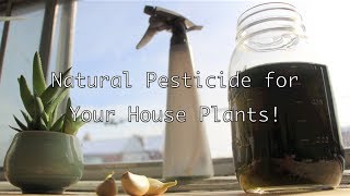 Natural Pesticide for Your House Plants [upl. by Tloh]