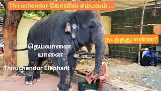 Tiruchendur Temple Elephant Issue  தெய்வானை யானை🐘 What happened ஏன் இப்படி நடந்தது😔 [upl. by Esoryram]