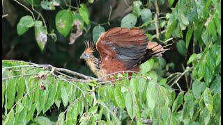 Birding Ecuador 3 13 NEW Hummingbirds Andean Condor Parrots Macaws [upl. by Cartie]