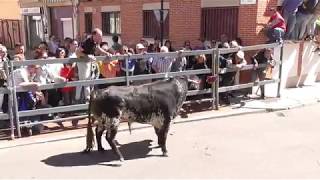 Toros de Cajón quotSan Pedro Regaladoquot Laguna de Duero Va 1352019 [upl. by Joses429]