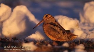 American Woodcock Displaying in Maine [upl. by Noitsirhc635]