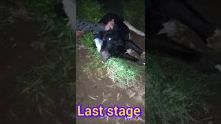 Treatment of trypanosoma in heafer अढैया बुखारfarmingyoutubeshortscowdiseasefunnyfunnyvideo [upl. by Harper]