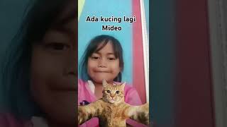 Kucingnya lucu banget bisa mideo [upl. by Auqenwahs77]