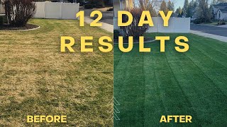 Bio Stimulants WILL Transform Your Lawn [upl. by Nahseez]