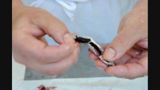 Sardellen ausnehmen und filetieren  How to clean anchovies [upl. by Tracie]