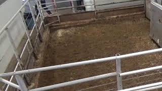 Gladstone Auction Mart Live Stream [upl. by Attalie]