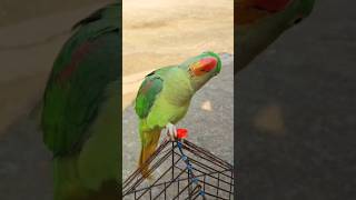 Cute parrot 😍 eating mirchi parrot mittoo parrottalking beautifulparrot parrotlover talking [upl. by Gerhan]