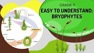 Bryophytes [upl. by Friedlander]