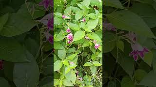 Barleria cristata shortsvideo philippineviolet plantsandflowers [upl. by Learsi]