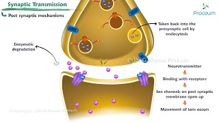 Synaptic Transmission Animation   Nerve Physiology [upl. by Thordis]