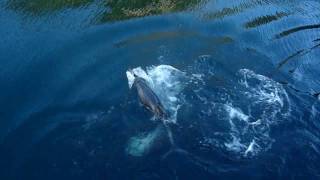 Milford Sound  Wild Bottlenose Dolphins [upl. by Atillertse]