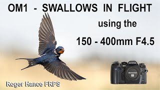 OM1  Swallows in Flight using the 150 400mm F45 [upl. by Sunshine]