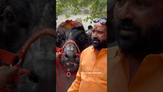 Chappal bazar Laddu Yadav Introducing New Bulls 2024  Chittaboina Laddu Yadav Sadar 2024 shorts [upl. by Ellehcear]