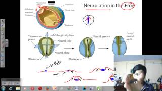 Neurulation  Developmental biology lecture [upl. by Angelia384]