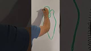 Drawing Euglena How to Draw Euglena Euglena Diagram Biology biology [upl. by Anwahsar891]