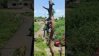 Neen tree cutting in sabarinathan pattukkottai tree cutter [upl. by Ahsenroc]