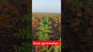 Gram germination🪴trending rabi cropytshort [upl. by Lattonia]