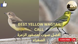 BEST YELLOW WAGTAIL CALLأفضل صوت لعصفور الزعرة الصفراء [upl. by Niwrek]