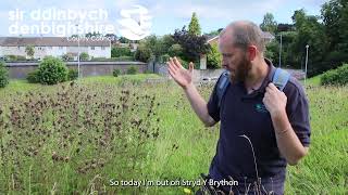 Wildflower seed collecting [upl. by Lydon]