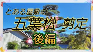 五葉松【後編】ゴヨウマツPruning of Goyomatsu【11月上旬】 [upl. by Yssej436]