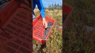 Blueberry picking harvesting berryfarm lingonberry fruit [upl. by Junno709]