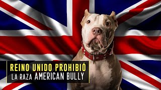 Reino Unido prohíbe la raza de perro American Bully [upl. by Santa748]