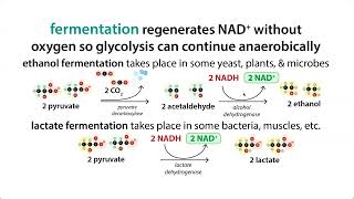 NAD regeneration  malateaspartate shuttle glycerol 3phosphate shuttle fermentation etc [upl. by Eugene685]