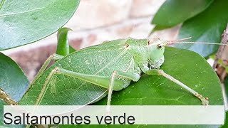 El saltamontes es un saltamontes verde [upl. by Odrautse]